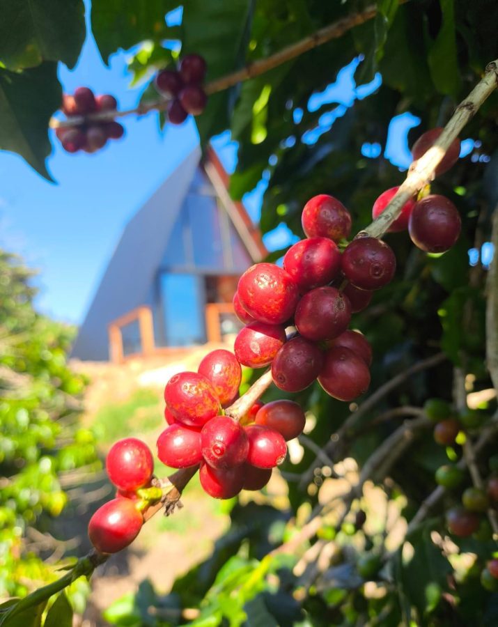 Paradise in Coffee — Socorro, SP