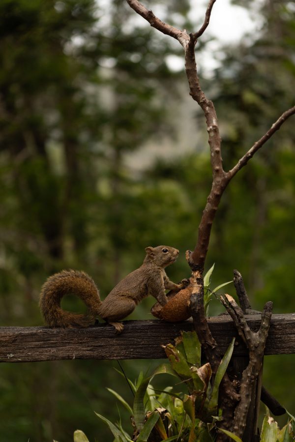 Estrada do Taquaril, 3515 - Pedro do Rio - Petrópolis- RJ