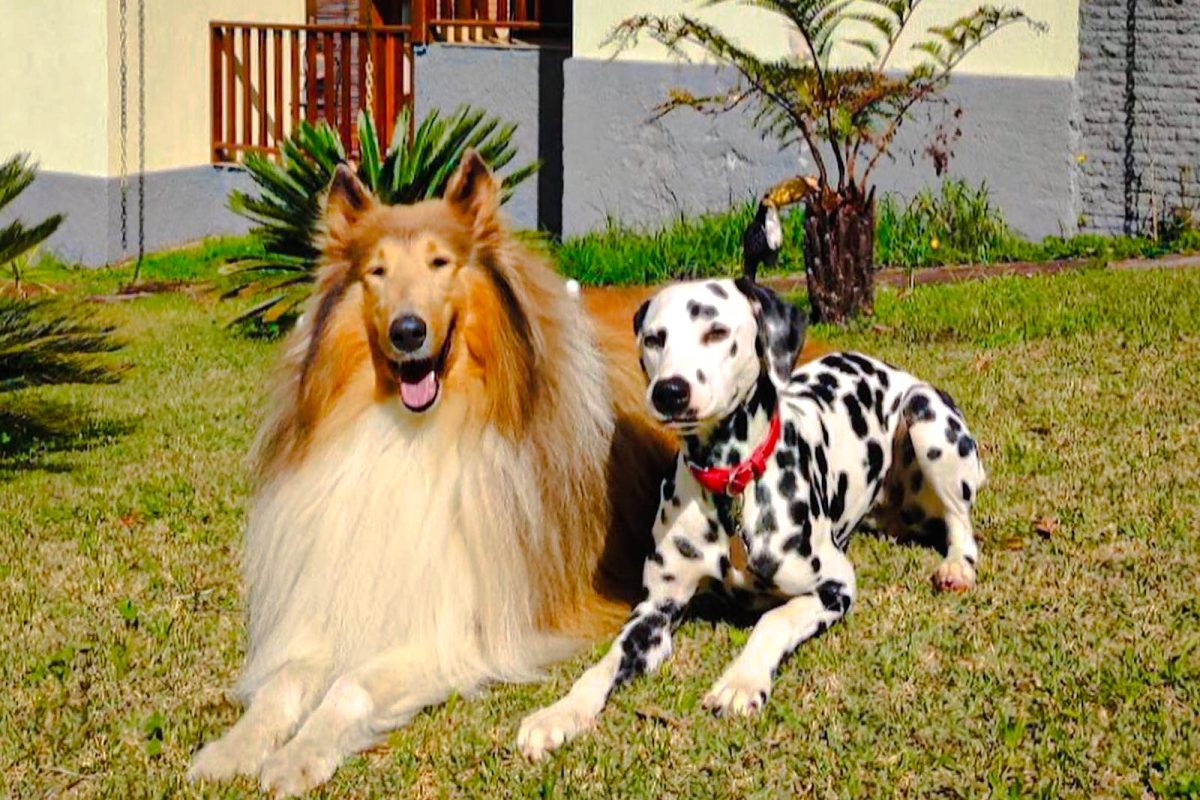 R. Ana Leite Julião Torres, 202 - Ribeirão, Ilhabela - SP, 11630-000